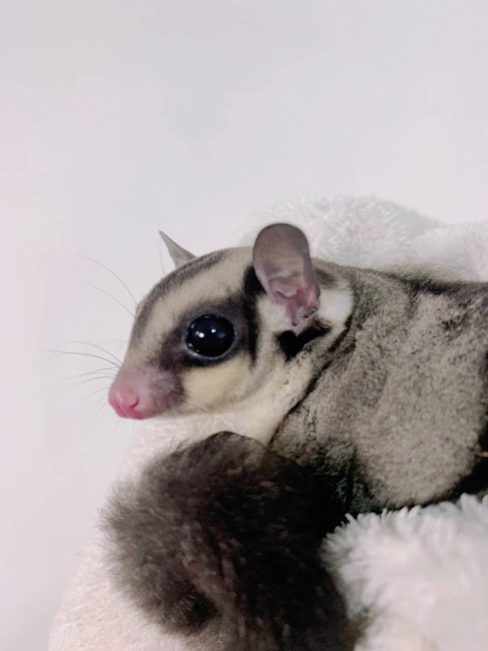 クラッシック おとこのこ