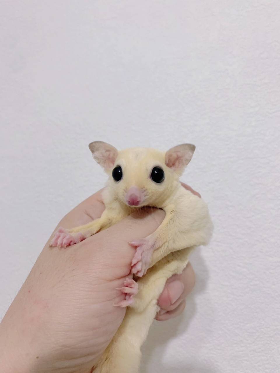 リューシスティック おとこのこ②