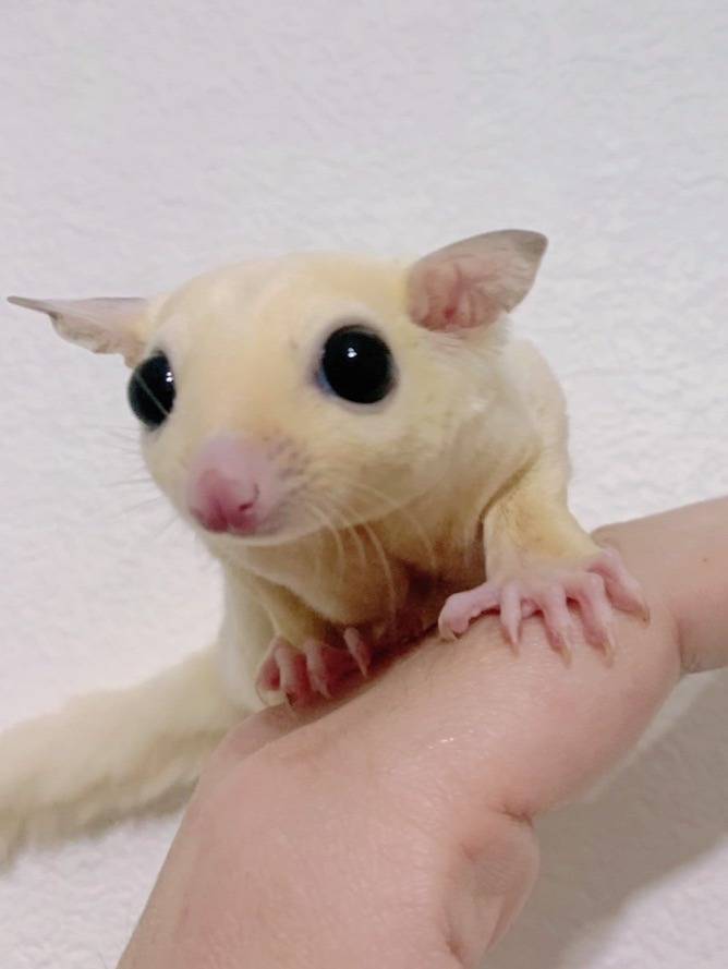 リューシスティック おとこのこ②