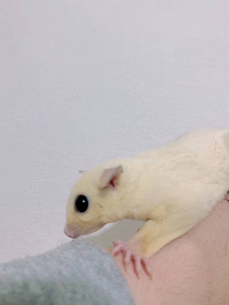 リューシスティック おとこのこ②