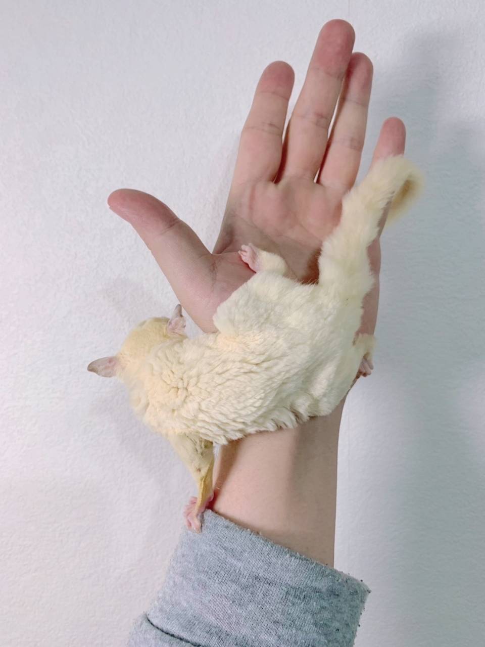 リューシスティック おとこのこ②