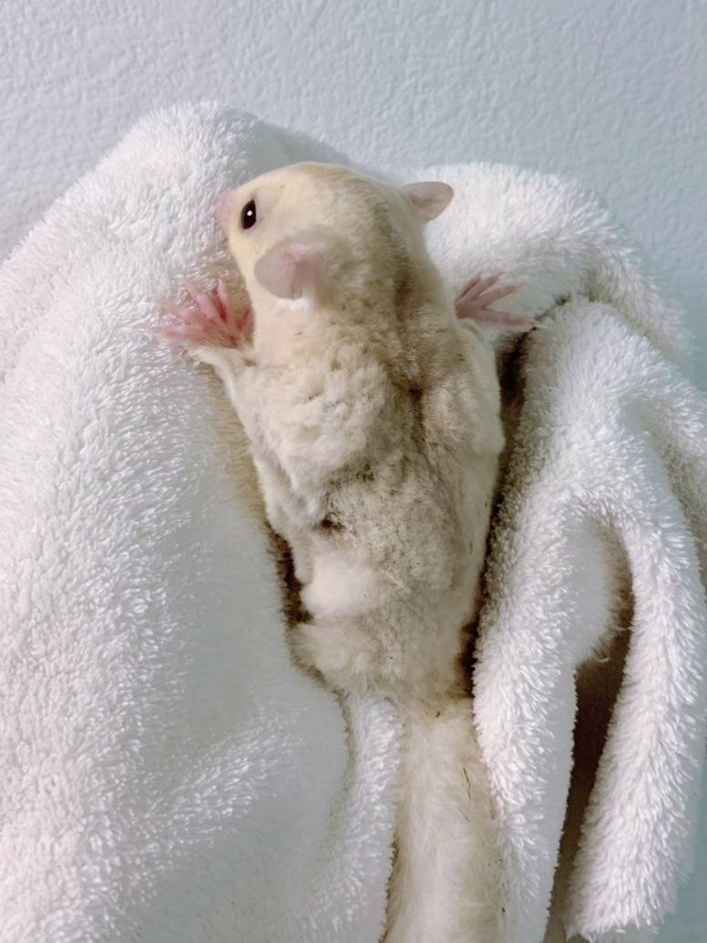 クリミノ おんなのこ