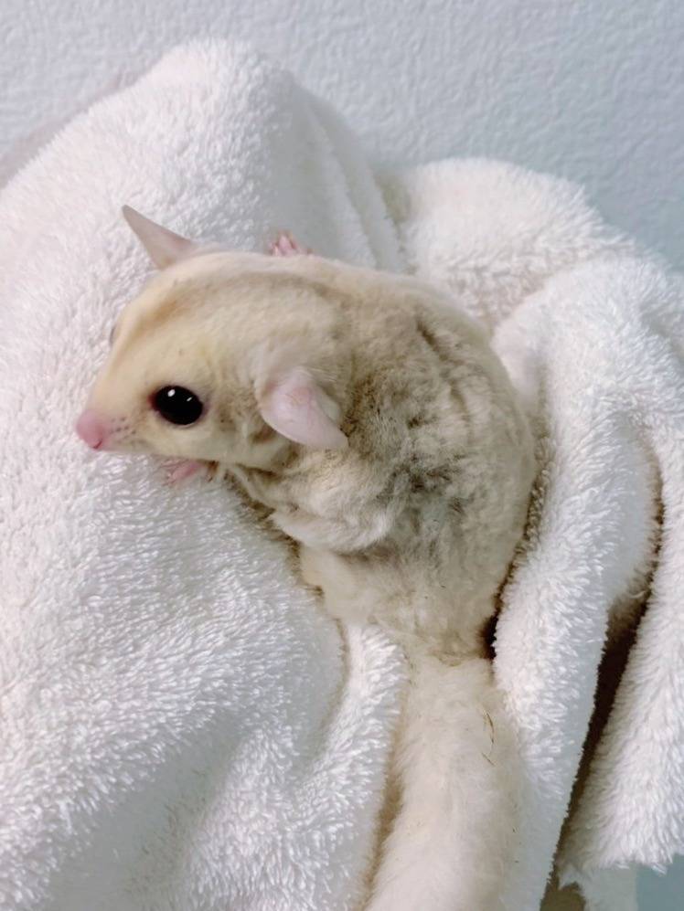 クリミノ おんなのこ