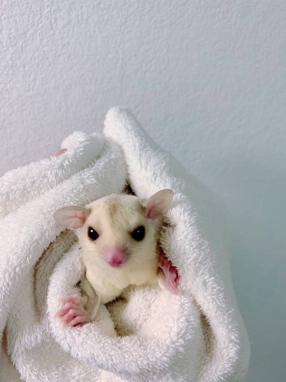 クリミノ おんなのこ