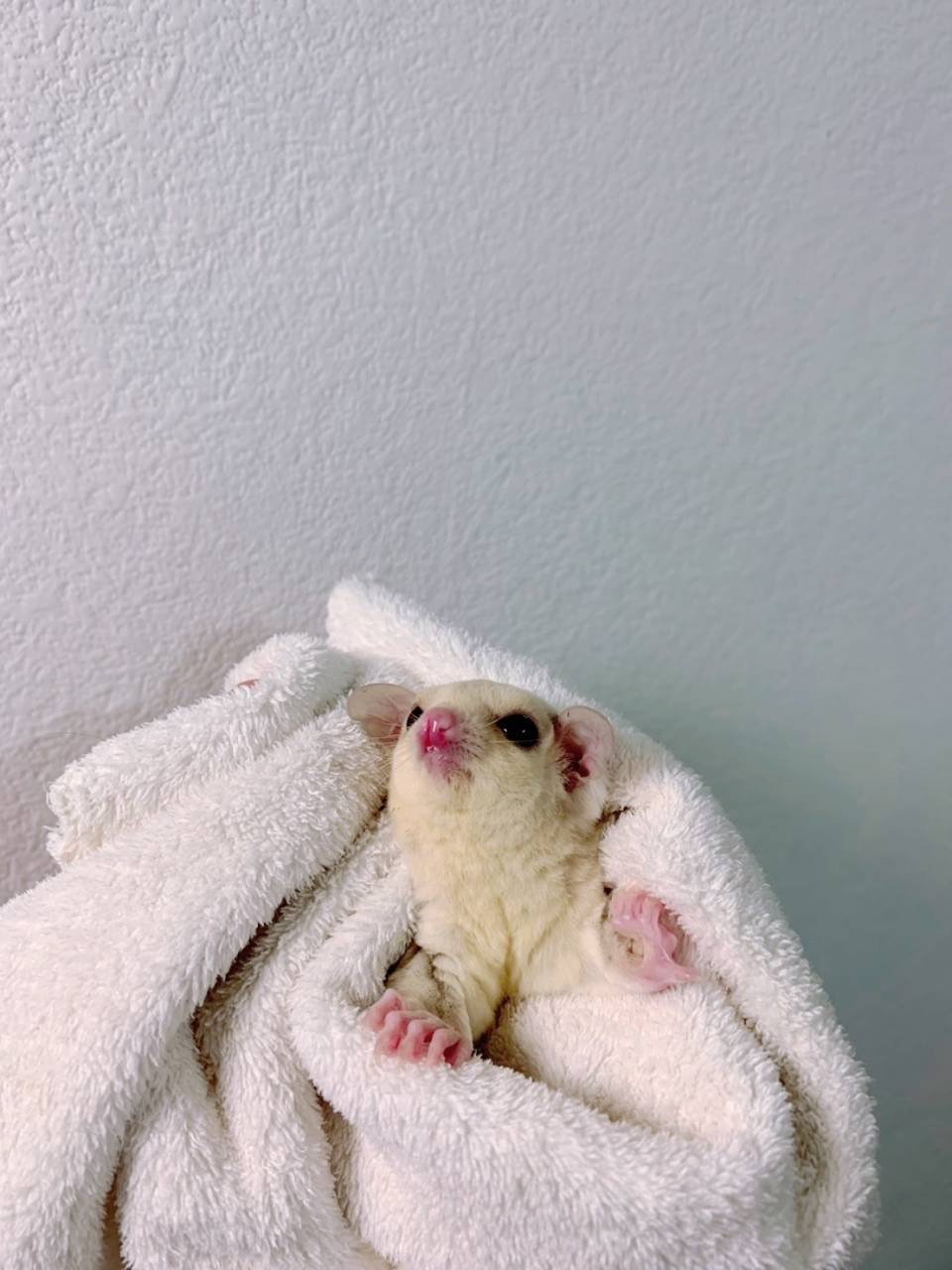 クリミノ おんなのこ