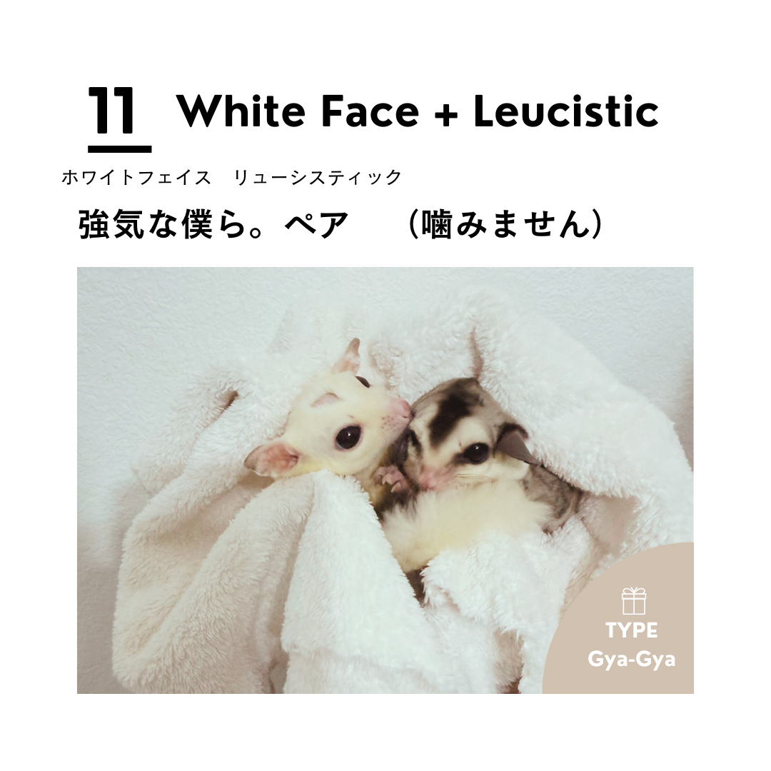 男の子フェス⓫