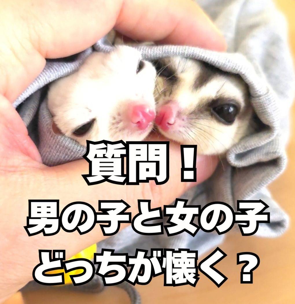 フクロモモンガの男の子と女の子懐くのはどっち？