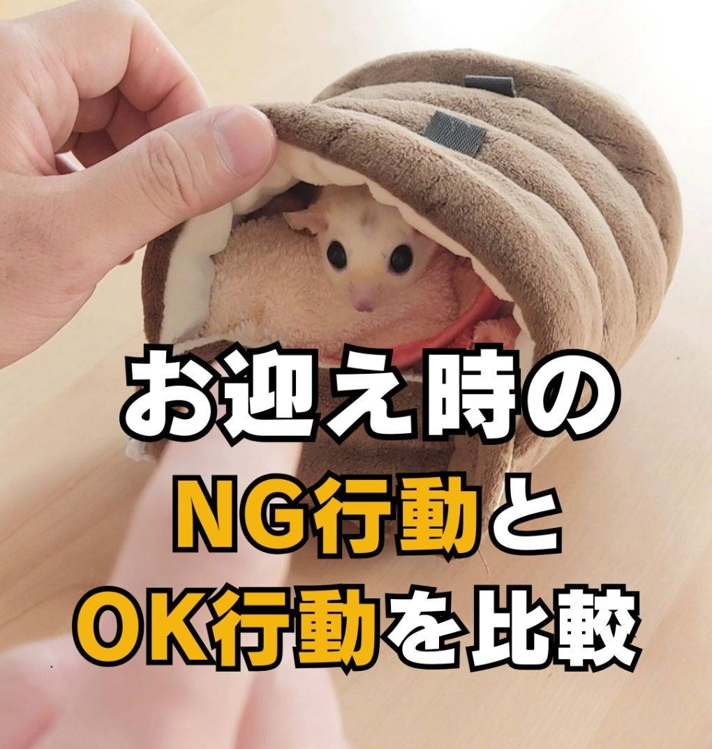 フクロモモンガをお迎え時にやってはいけないNG行動