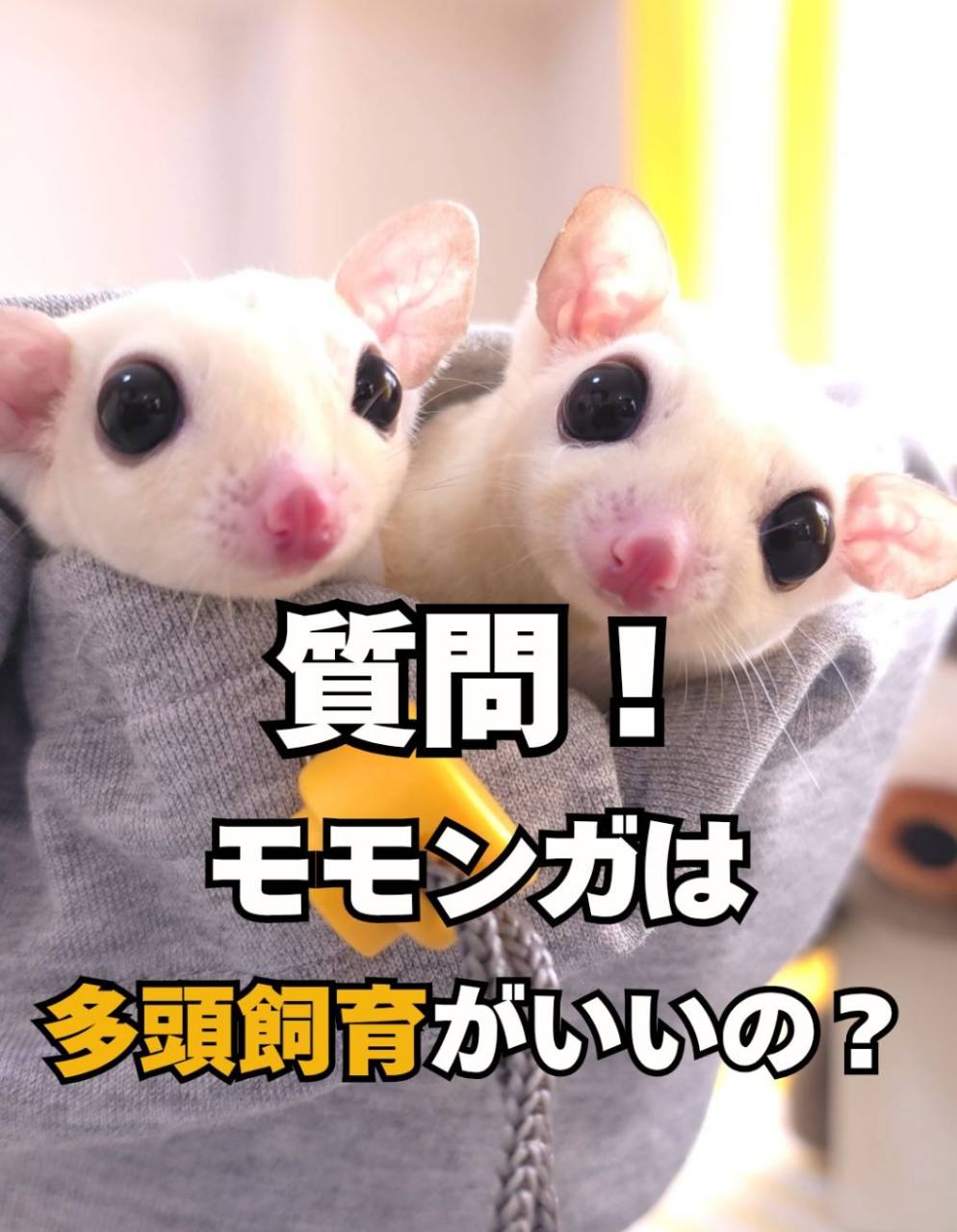 【質問】フクロモモンガは多頭飼育の方がいいの？のびも15が徹底解説！
