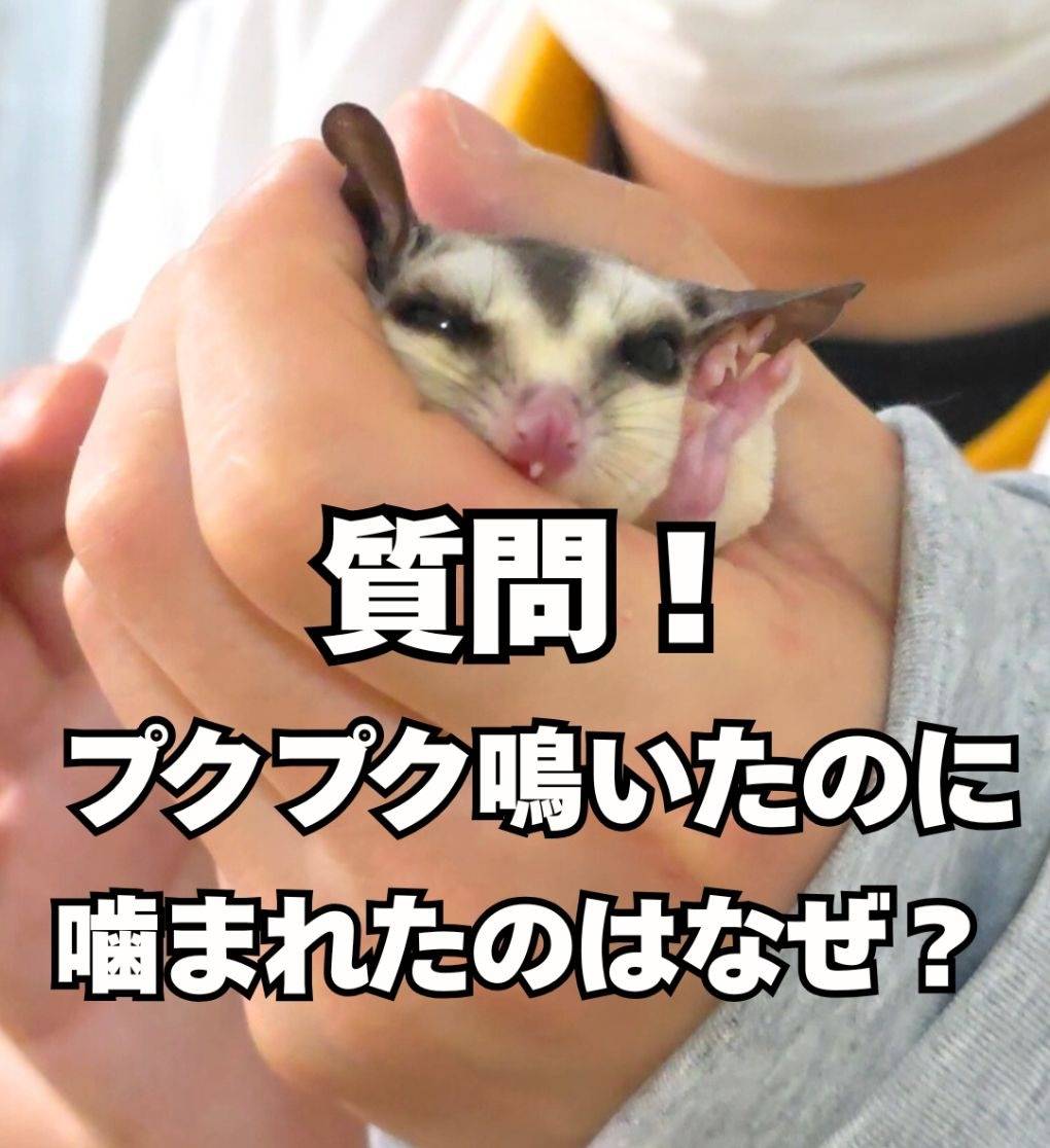 フクロモモンガの「ぷくぷく鳴き」は実は喜んでないかも？