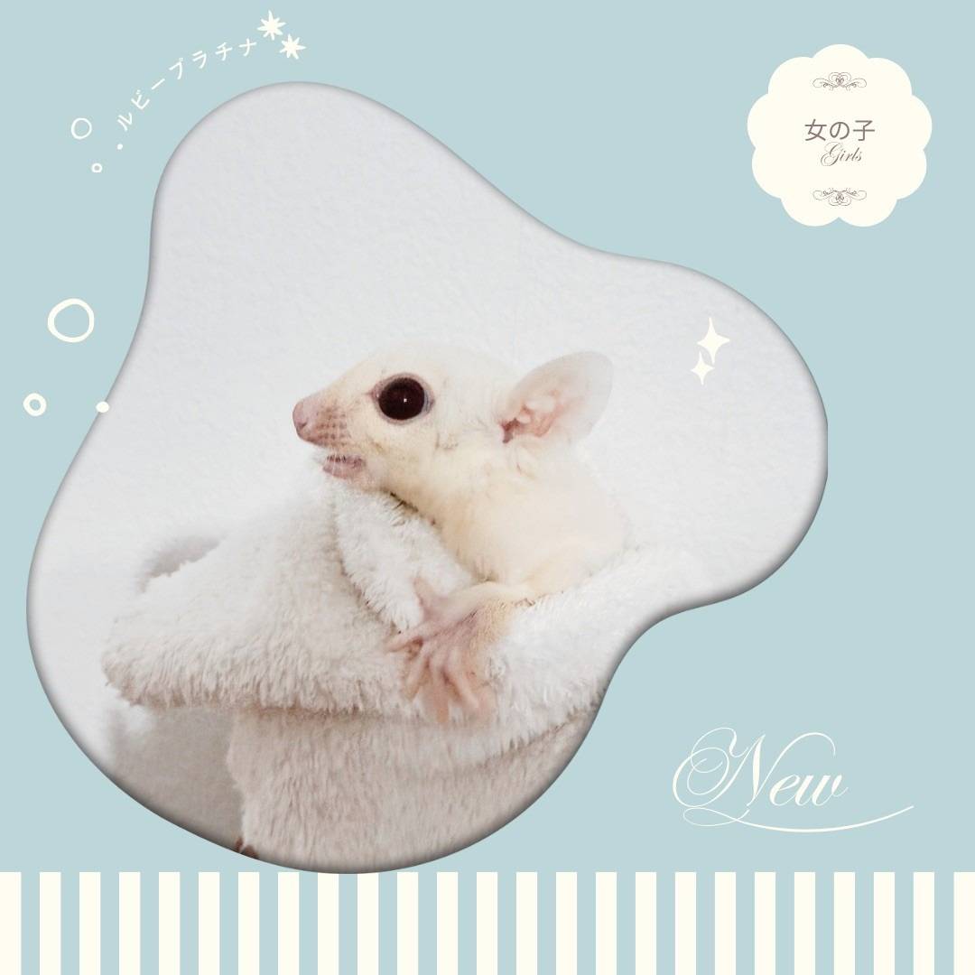 ルビープラチナ おんなのこ