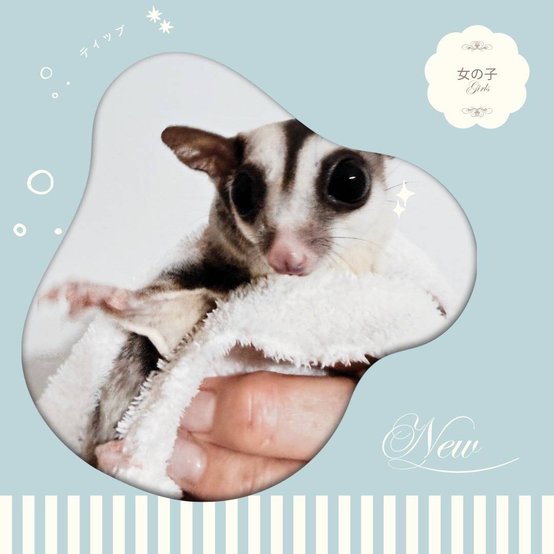 クラッシック おんなのこ③