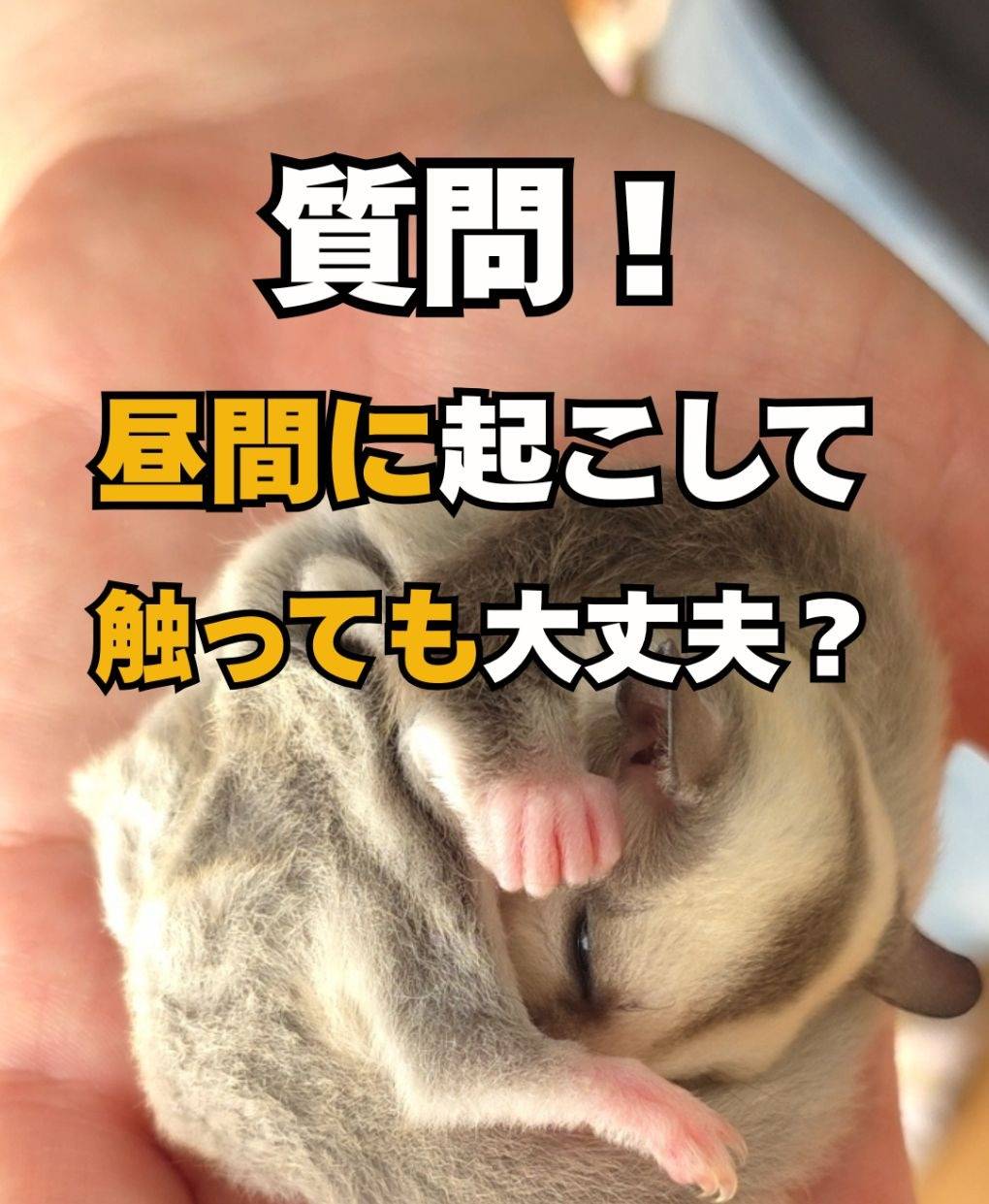 【質問】フクロモモンガを昼に触るのは大丈夫？