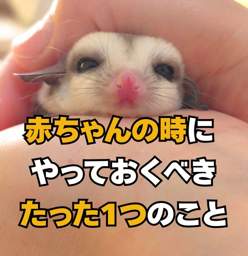 フクロモモンガがベビーの時につけてほしい習慣