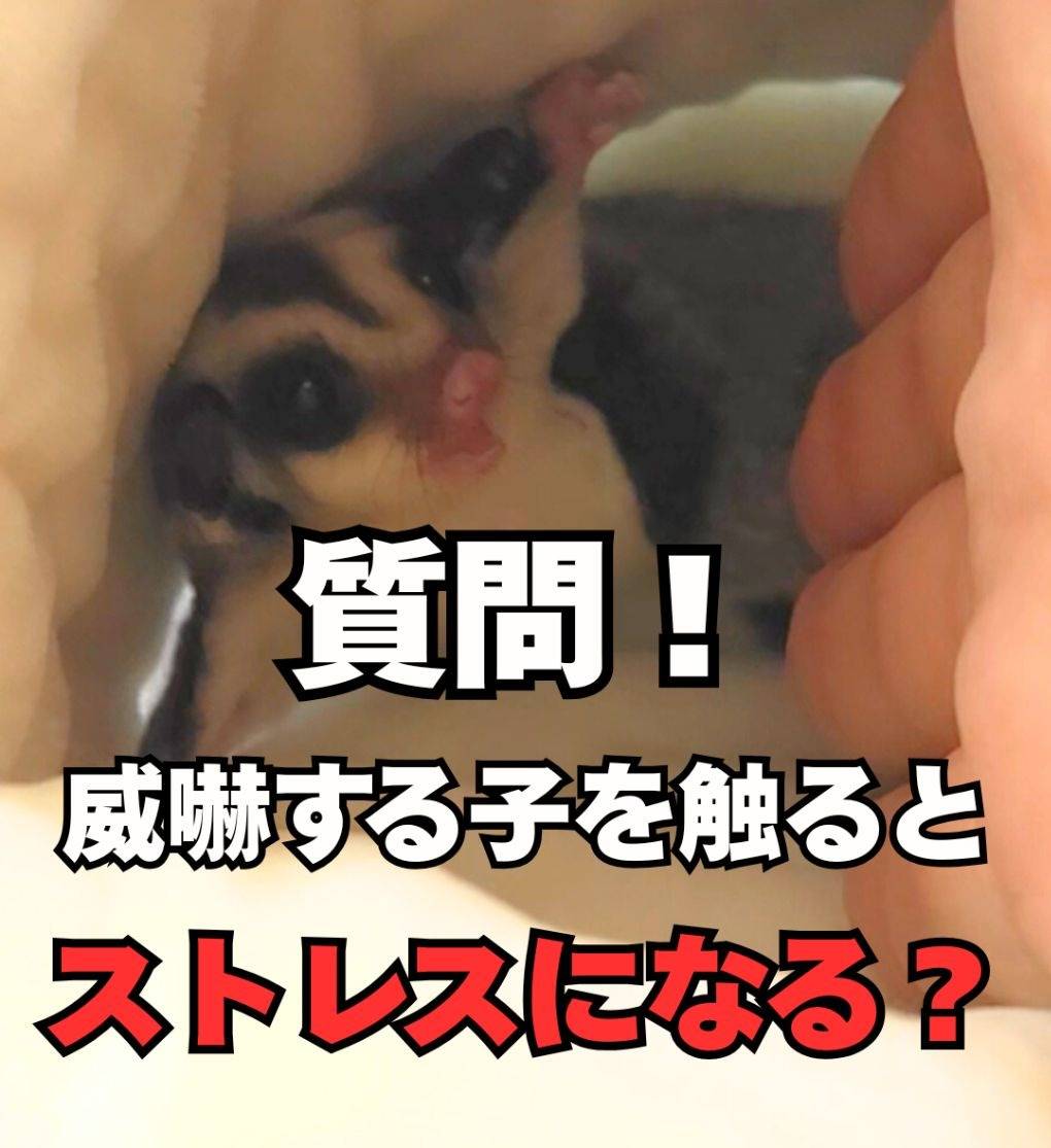 【質問】威嚇をするフクロモモンガを触っても大丈夫？