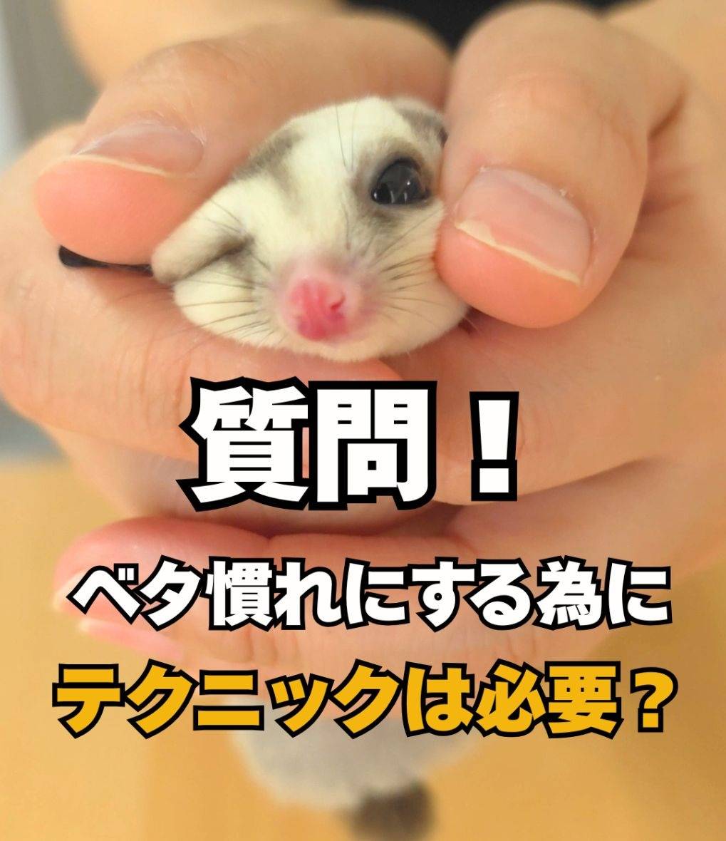 フクロモモンガをベタ慣れにするのにテクニックは必要？