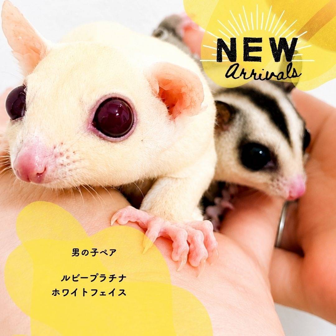ウェルカムボード【モモンガペア】 男の子ペア RR/WF | 愛くるしさと神秘的な魅力&温かな店内をご紹介し