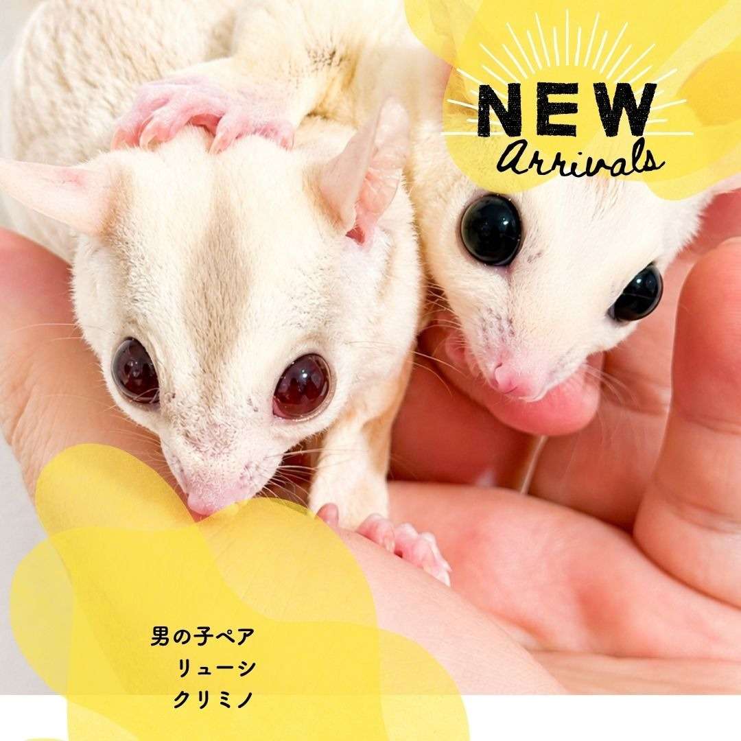男の子ペア CM/L | 愛くるしさと神秘的な魅力&温かな店内をご紹介し