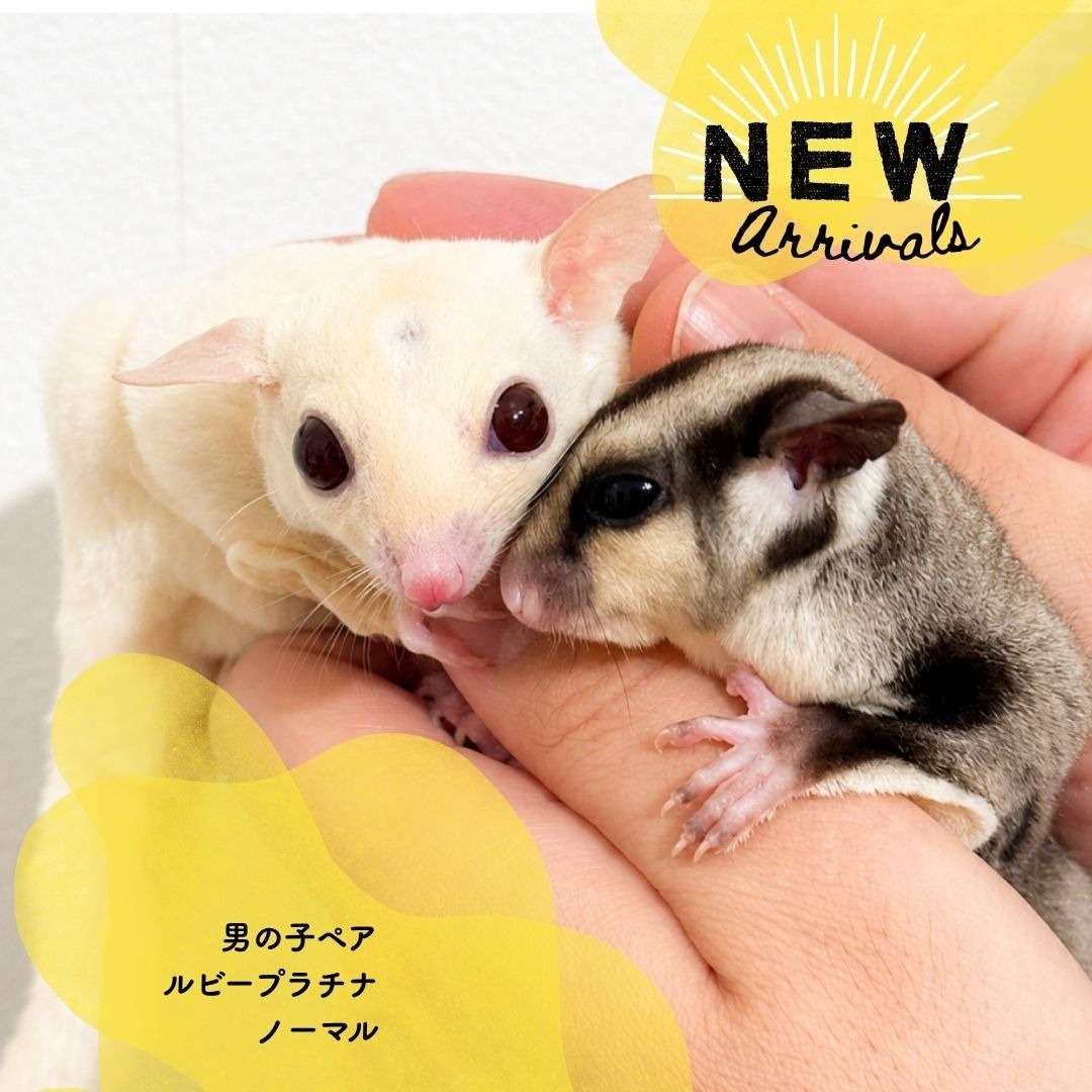 男の子ペア RP/NC