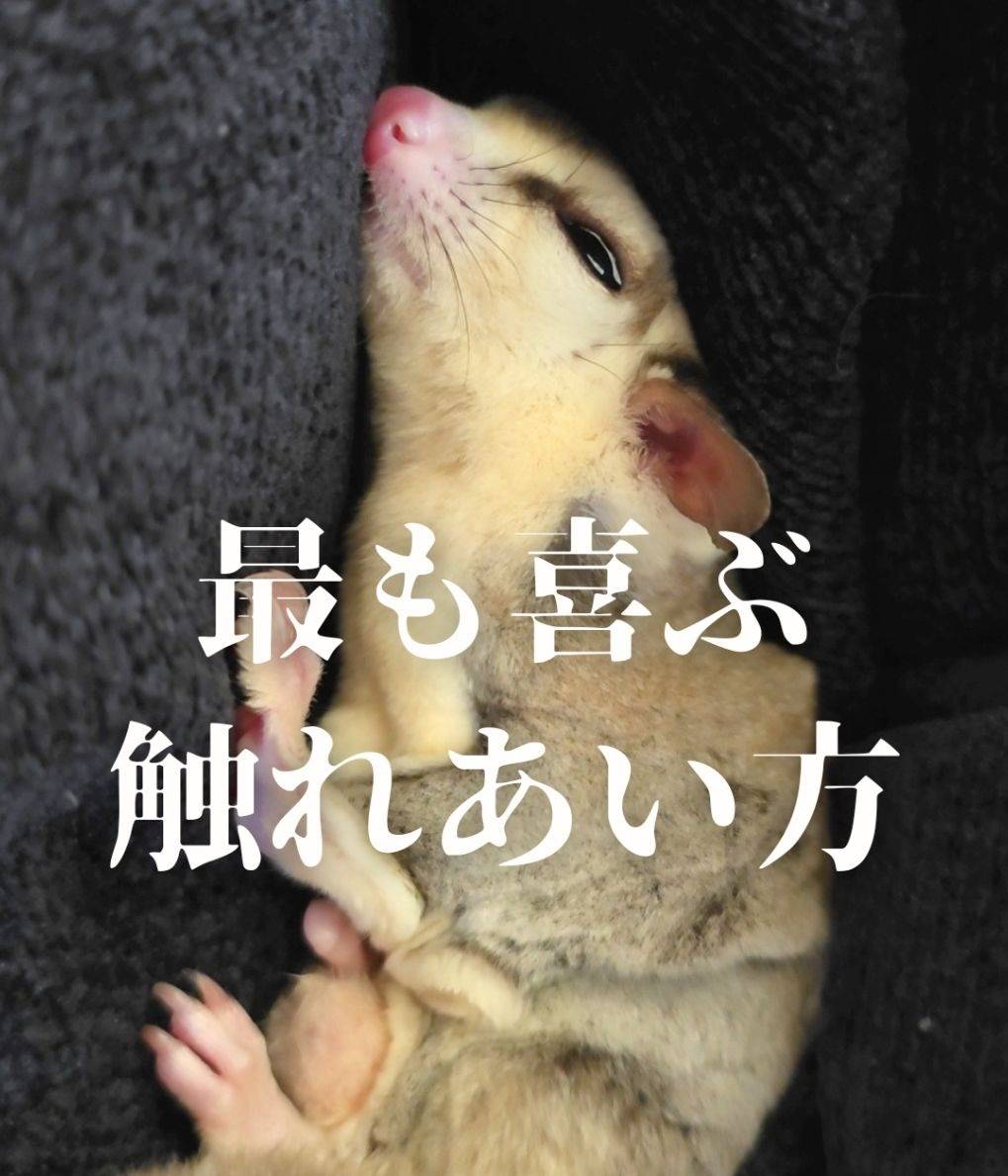 全てのフクロモモンガが喜ぶ触り方をお教えします