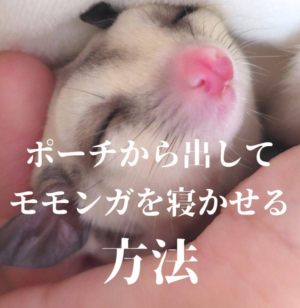 フクロモモンガをベタ慣れにして手の上で寝かせる方法