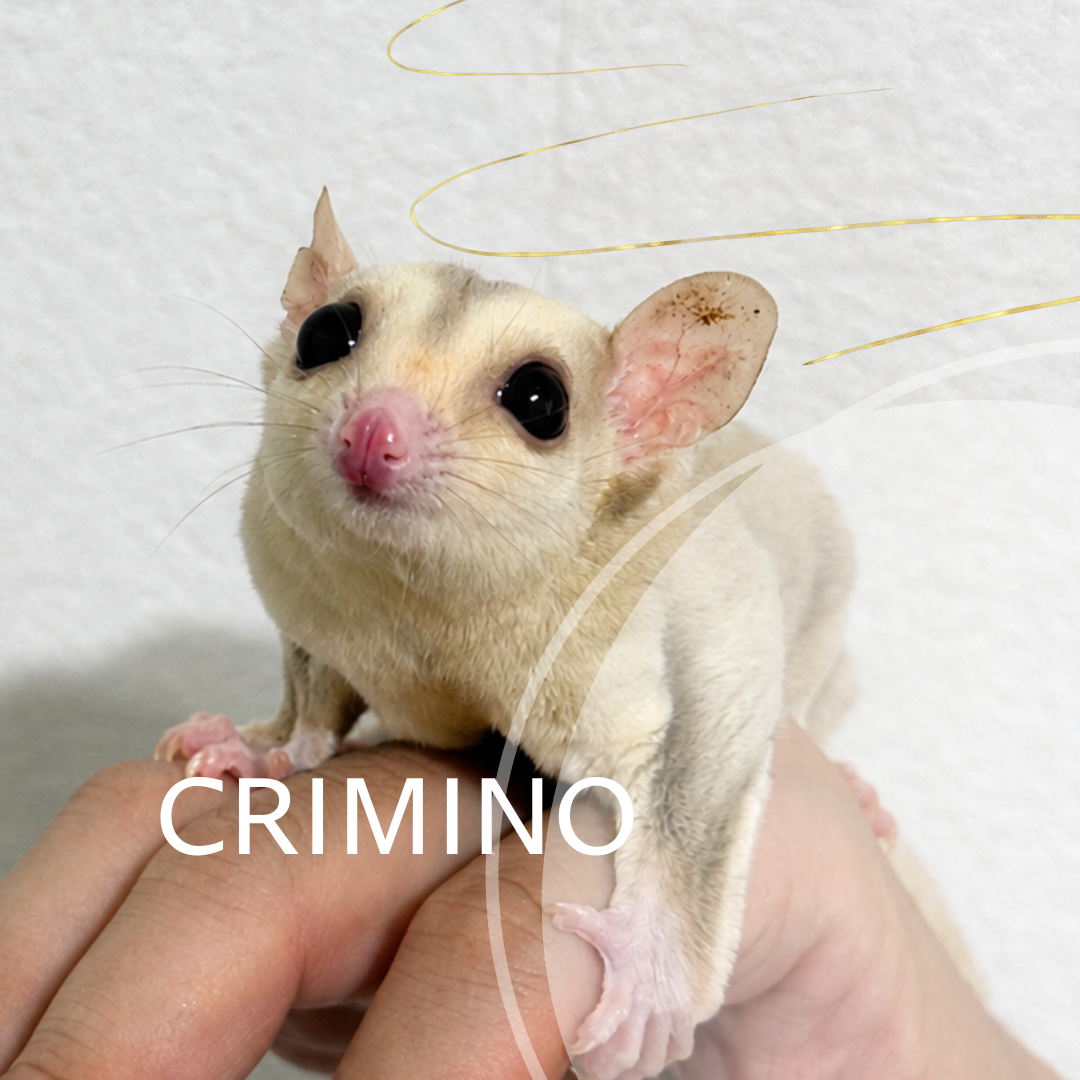 クリミノ　おとこのこ