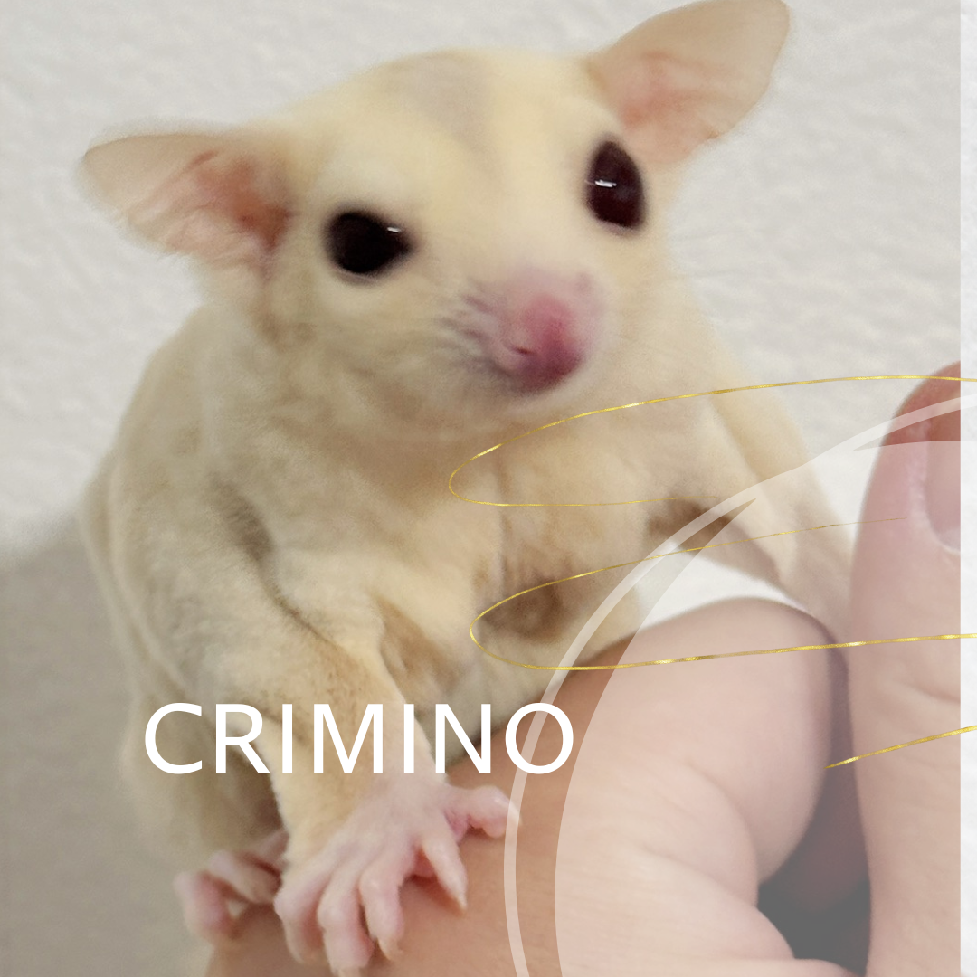 クリミノ　おんなのこ
