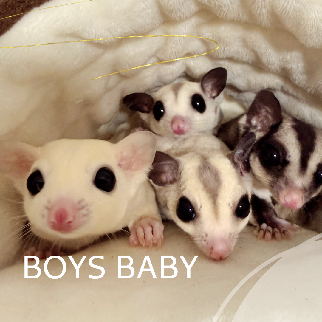 BABY　おとこのこ