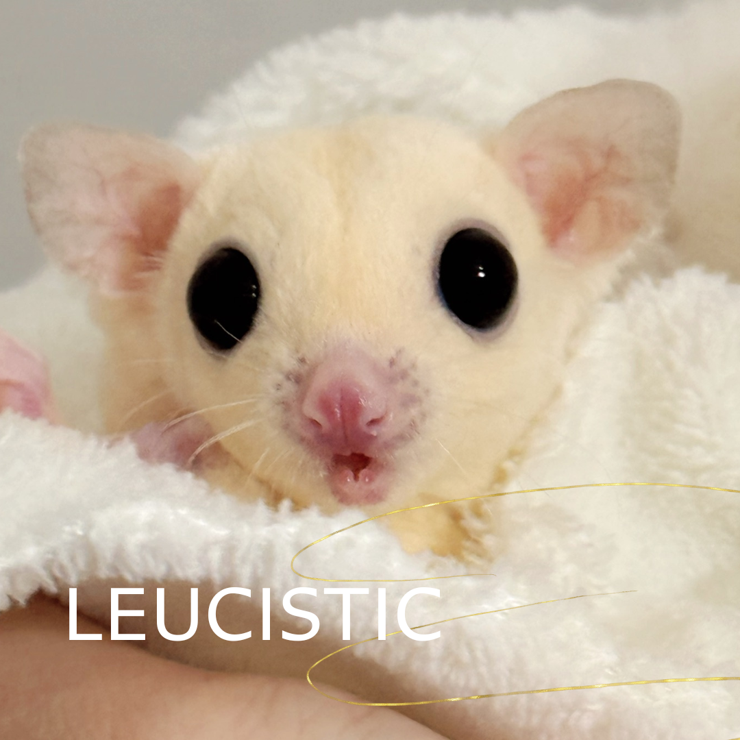 リューシ　おんなのこ