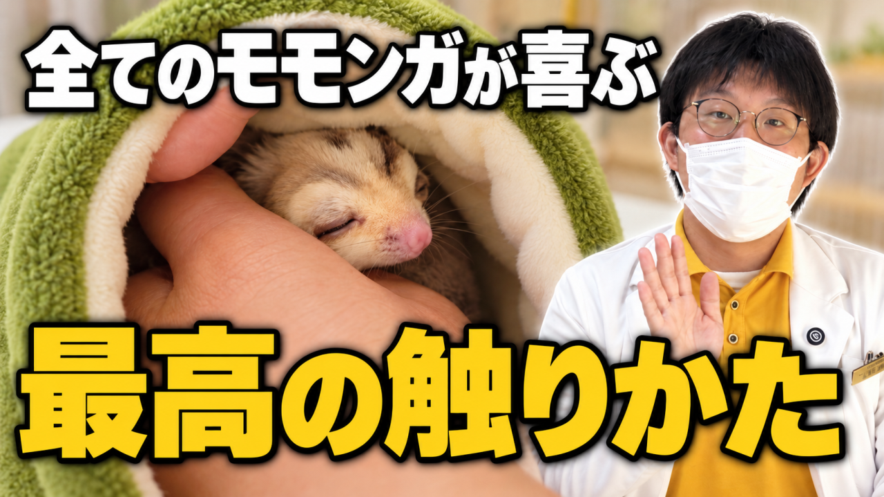 フクロモモンガの最も喜ぶ触り方について動画をアップしました。