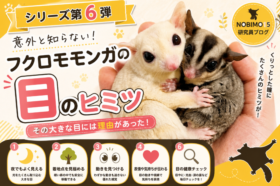 フクロモモンガの鼻について