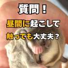 【質問】フクロモモンガを昼に触るのは大丈夫？
