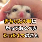 フクロモモンガがベビーの時につけてほしい習慣