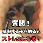 【質問】威嚇をするフクロモモンガを触っても大丈夫？