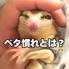 フクロモモンガのベタ慣れとは？