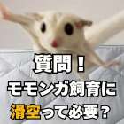 【質問】フクロモモンガに滑空の運動はさせた方がいいの？