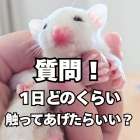 【質問】フクロモモンガの触れ合いの時間は？