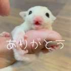 フクロモモンガソング、新曲作りました