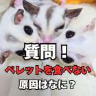 フクロモモンガがペレットを食べない理由について専門家が鬼解説！