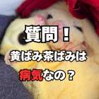 フクロモモンガが黄ばむ原因について専門家が解説