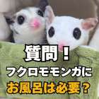 フクロモモンガにとってのお風呂について専門家が解説！