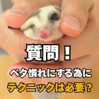 フクロモモンガをベタ慣れにするのにテクニックは必要？