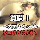 フクロモモンガはベタ慣れになった後でもジコジコ鳴きする事はあるの？