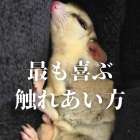 全てのフクロモモンガが喜ぶ触り方をお教えします