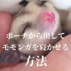 フクロモモンガをベタ慣れにして手の上で寝かせる方法