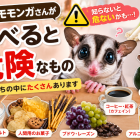 フクロモモンガに与えてはいけないNGご飯について