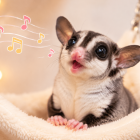 フクロモモンガの鳴き声について　その1