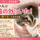 フクロモモンガの育児放棄について　その２