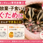 フクロモモンガの育児放棄について　その３
