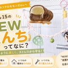 フクロモモンガの夜は運動会